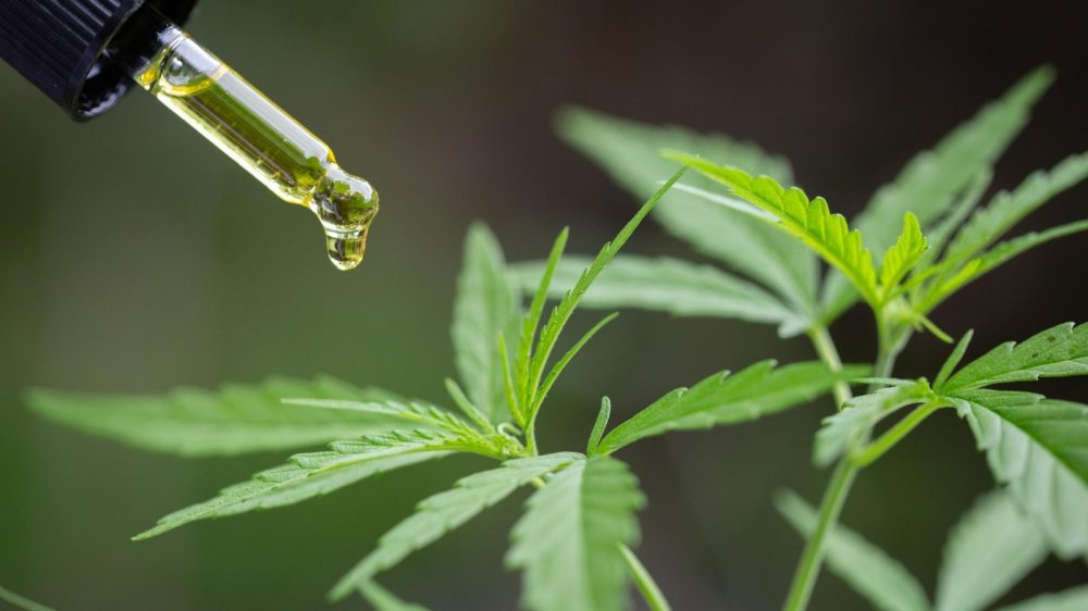 Aceite de cannabis medicinal aplicado sobre una planta, en el marco del programa REPROCANN en Argentina