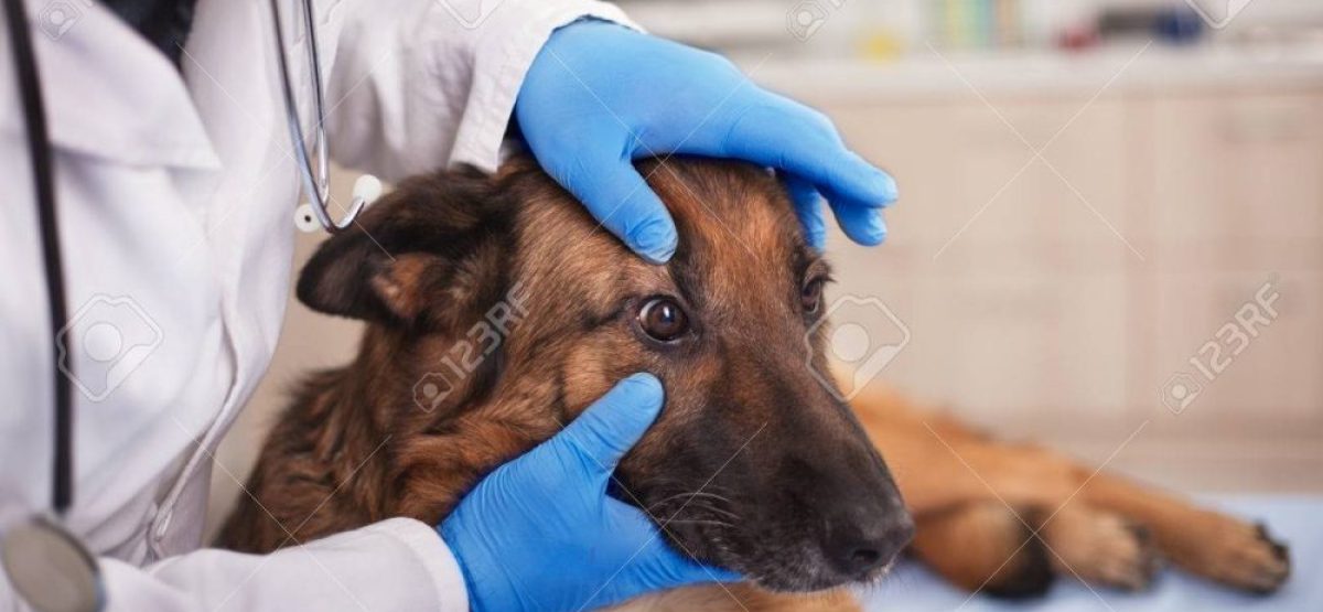 preventive care for young healthy pets in vet clinic