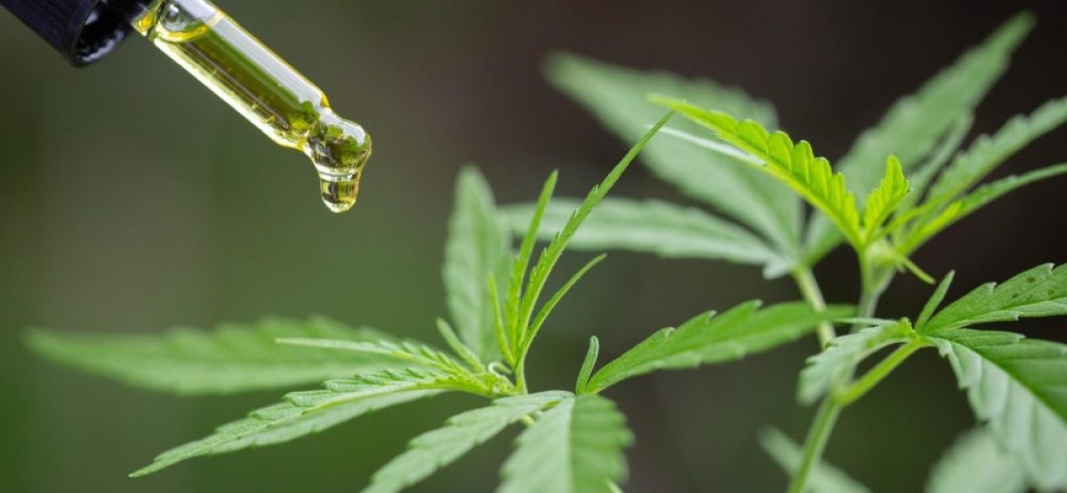 Aceite de cannabis medicinal aplicado sobre una planta, en el marco del programa REPROCANN en Argentina