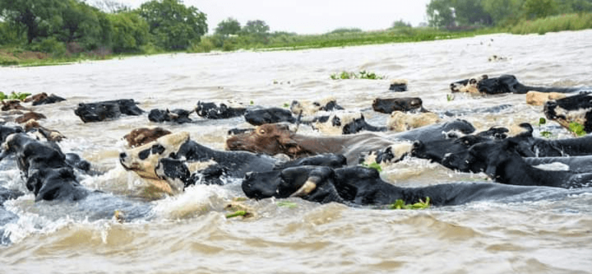 corrientes-inundacion-vacas