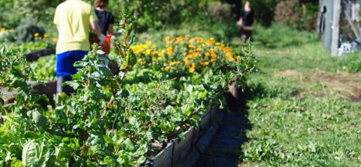 movimiento-agroecologico-la-plata-660x400