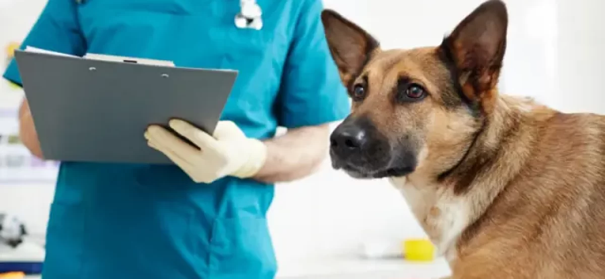 perro-veterinario-emailpic-lifestyle-free-malaysia-daily.jpeg
