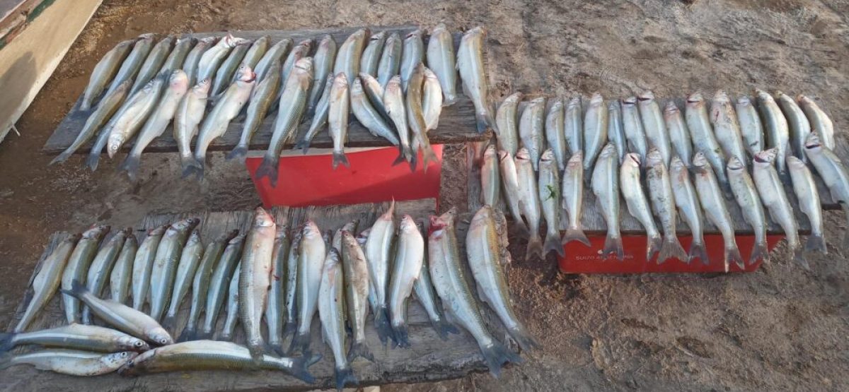pesca